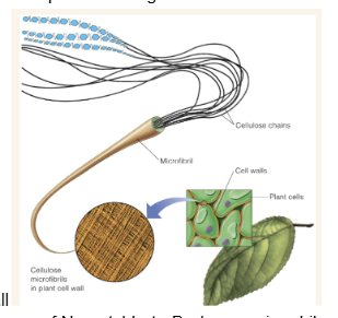 <p>cellulose chains form microfibrils which form the plant cell wall</p>