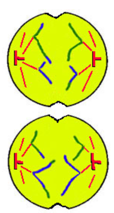 <p>A - away</p><ul><li><p>spindles shorten pulling apart SISTER CRHOMATIDS at centromere/kinetochore towards opposite poles</p></li></ul><p></p>