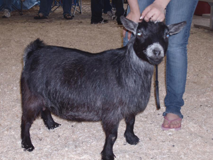 <p>what breed and used for </p>