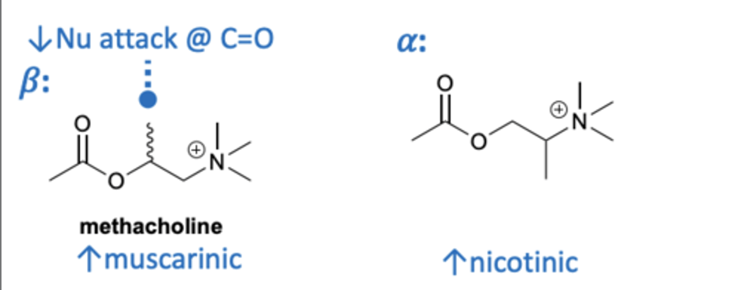 <p>- Substituting a molecule at the β position increases muscarinic selectivity by reducing chances of nucleophilic attack of the carbonyl.</p><p>- Substituting a molecule at α position increases nicotinic selectivity.</p>