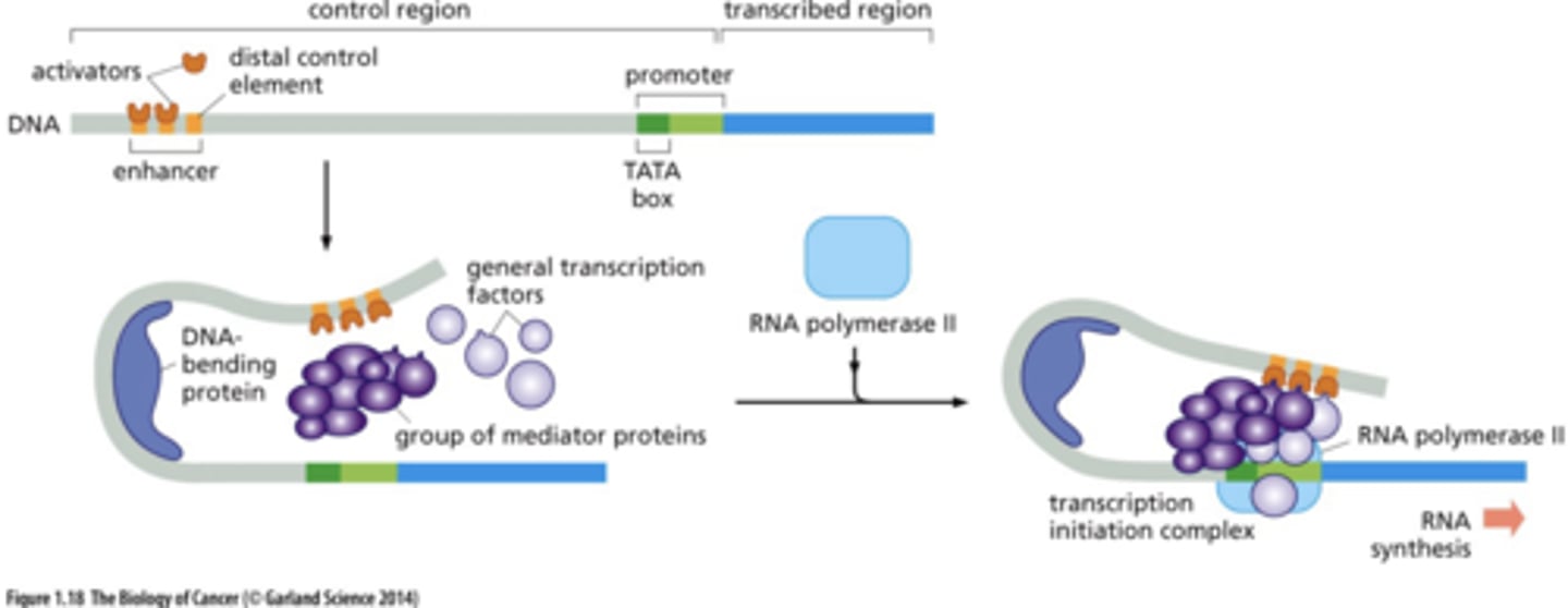 <p>DNA bends --> contact between initiation complex proteins and enhancer bound proteins</p>