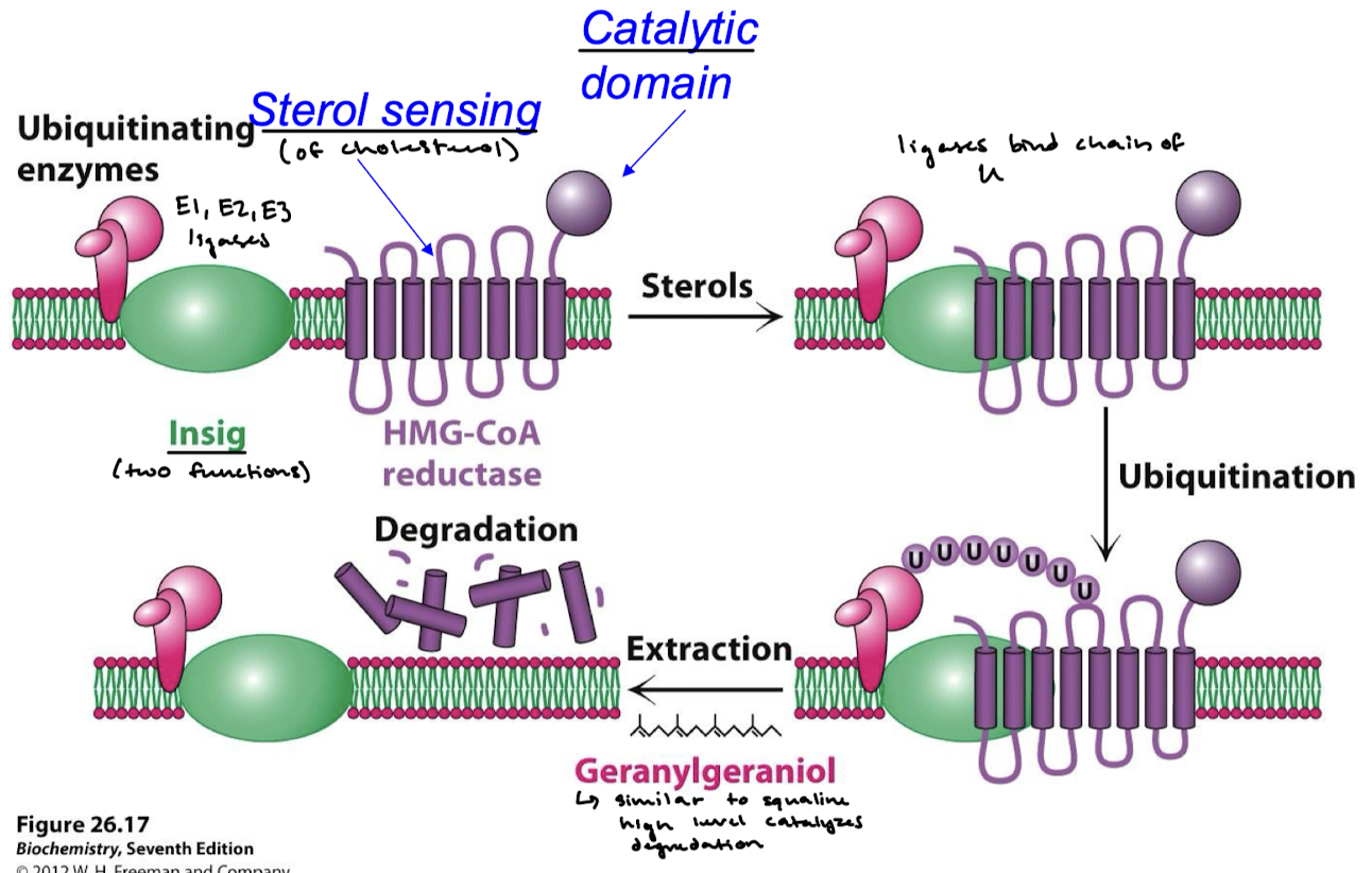 <p>When stabilized by sterol binding, Insig binds HMG-CoA reductase and promotes its polyubiquitination and degradation. The SREBP TF is not released from the membrane and cannot enter the nucleus to activate transcription.</p>