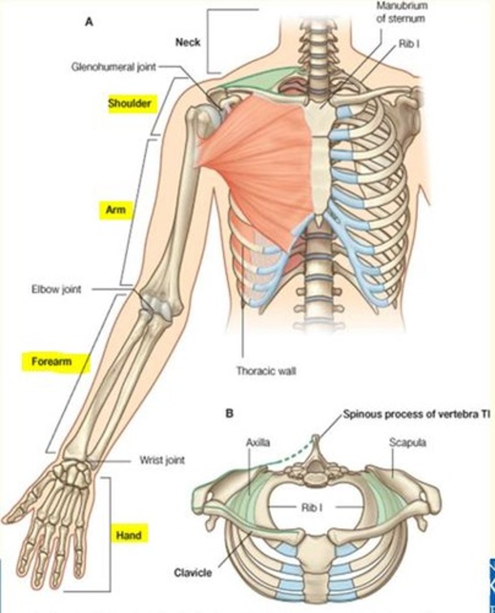 <p>- Shoulder</p><p>- Arm</p><p>- Forearm</p><p>- Hand</p>