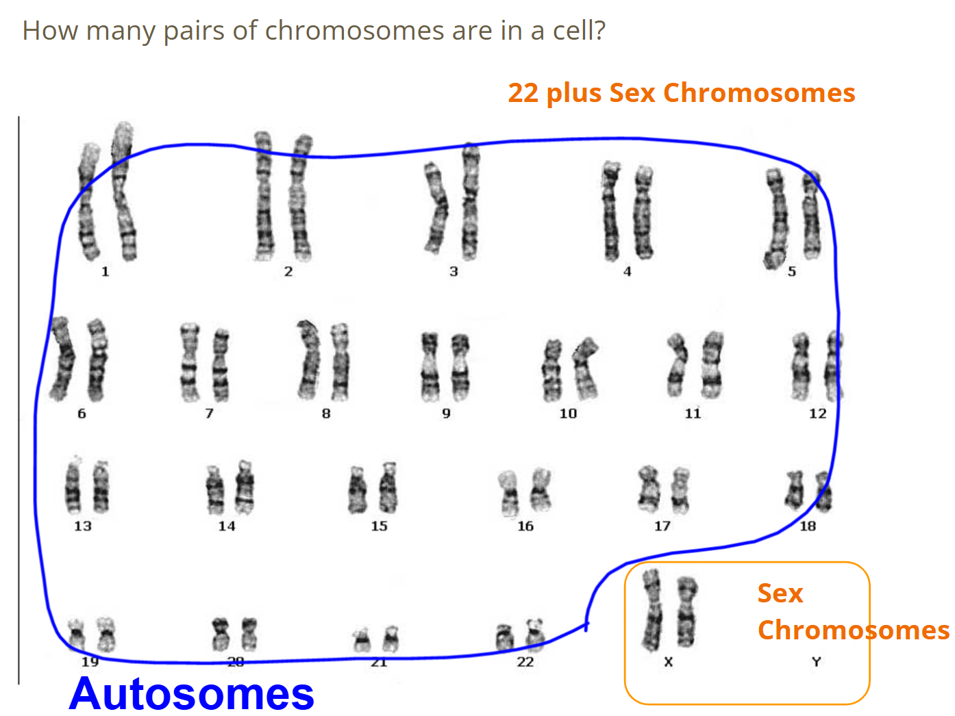 Chromosome Pairs