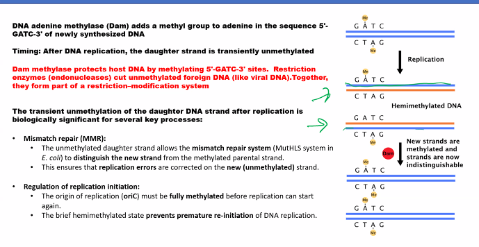 <p>the methylated strand is the original.&nbsp;</p><p>the cells use the dna methylation system and they use the strand that is not methylated.&nbsp;</p>