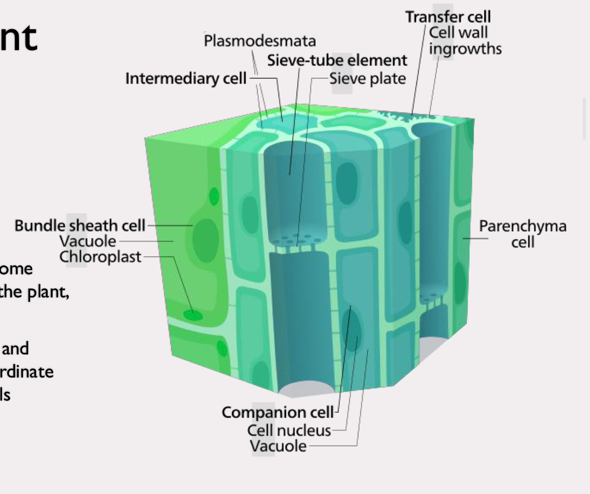 <p>transports sucrose and some mineral ions throughout the plant, both up and down</p><p>contains sieve tube cells and companion cells that coordinate function of sieve tube cells</p>
