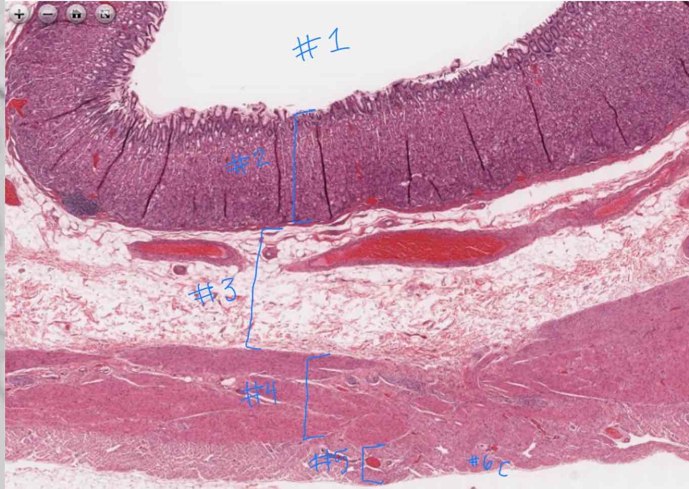 <p>What major layer is indicated by #3</p>