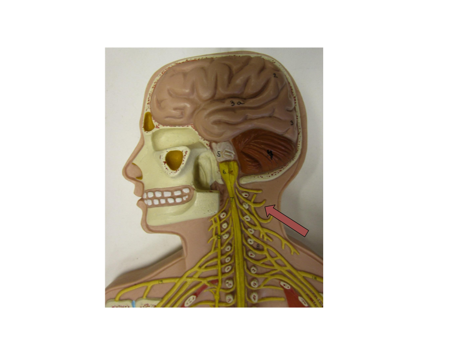 <p>what group of nerves</p>