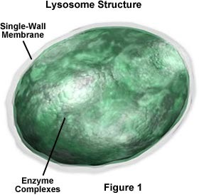 <p>membrane-bound sac containing digestive enzymes that can break down proteins, nucleic acids, and polysaccharides</p>