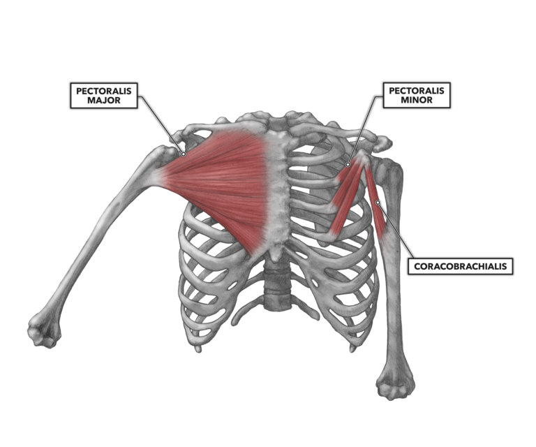 <p><span>Coracobrachialis and pectoralis major.</span></p>