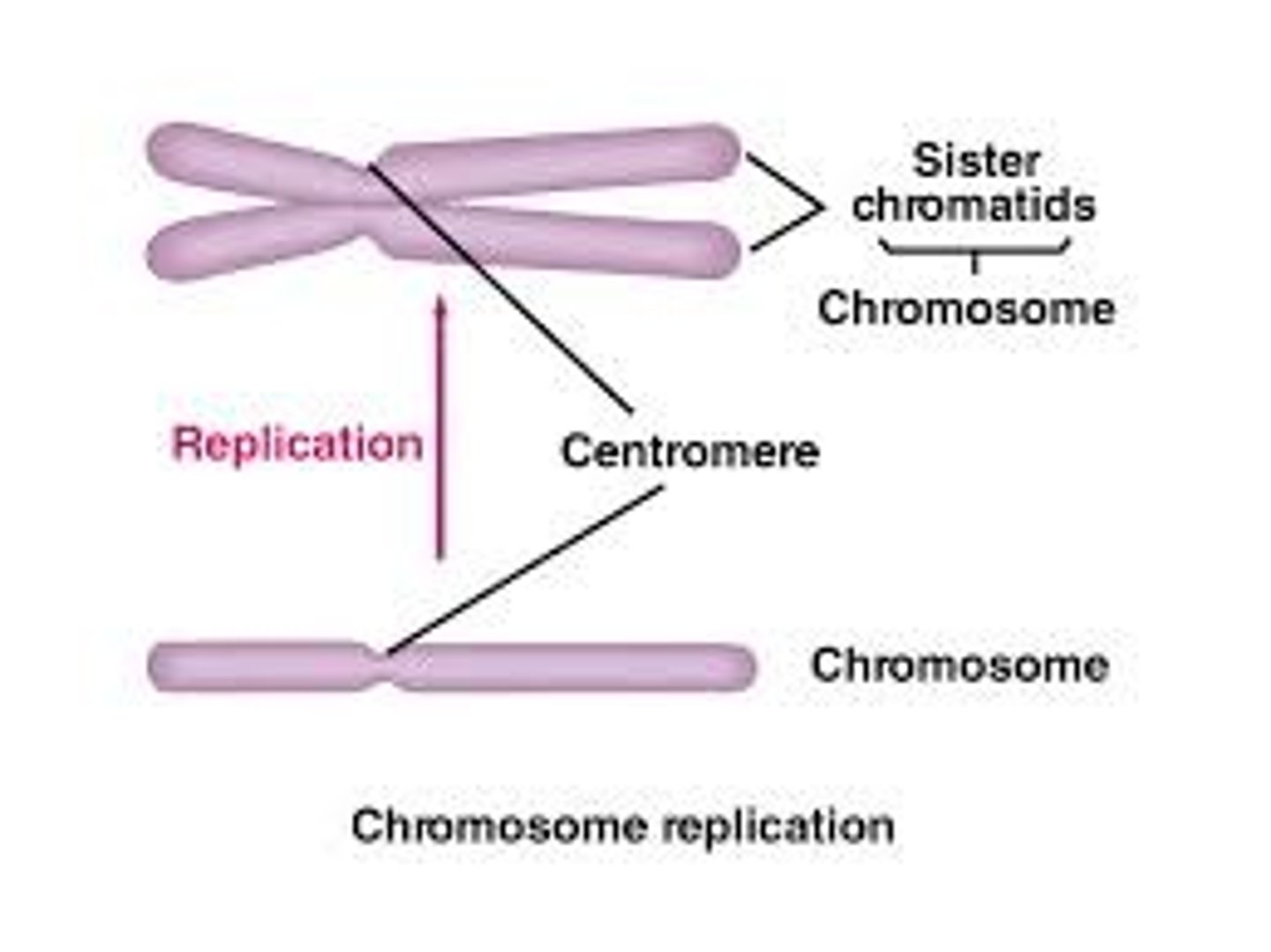 <p>sister chromatids</p>