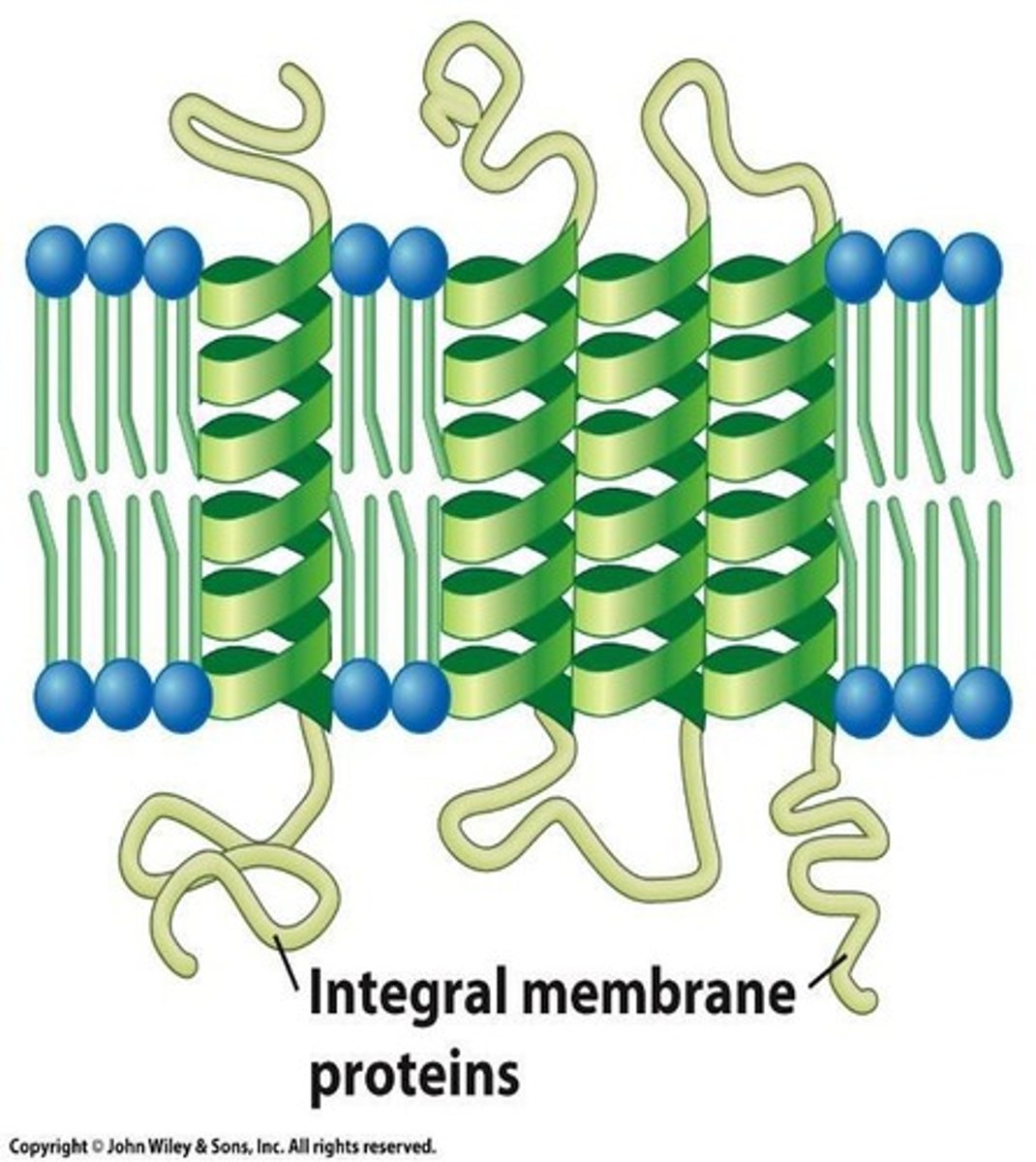 <p>Proteins spanning the entire lipid bilayer.</p>