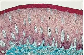 <p>name of histologic slide:</p><p>Specie:</p><p>Parts</p><p>1.__ 2.__ 3.__ </p><p>Stain used:</p>