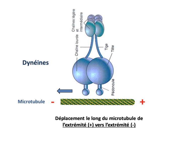 <p></p><ul><li><p><strong>Cargaison</strong> + <strong>protéines adaptatrices</strong> (complexe dynactine souvent impliqué)</p></li><li><p><strong>Chaînes légères</strong> (liaison à la cargaison)</p></li><li><p><strong>Chaînes intermédiaires</strong> (stabilisation et interaction)</p></li><li><p><strong>Chaînes lourdes</strong> : parties principales de la protéine</p></li><li><p><strong>Tige</strong> reliant la cargaison au moteur</p></li><li><p><strong>Deux têtes globulaires</strong> (domaines moteurs)</p></li><li><p><strong>Pédoncules</strong> : ancrage aux microtubules</p></li><li><p><strong>Moteur ATPasique</strong> → hydrolyse ATP permet le mouvement vers l’extrémité <strong>−</strong></p></li></ul><p></p>