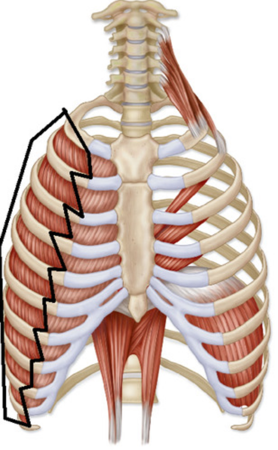 <p>what muscle is this?</p>