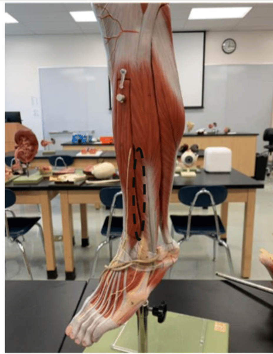 <p>lateral side (next to extensor digitorum longus)</p>