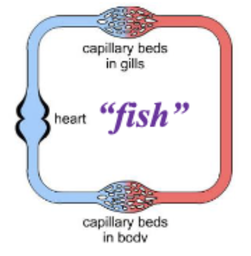 <p>fish </p>