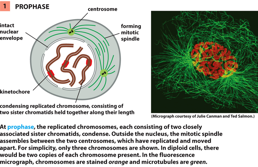 __identified by__:

* chromosomes condense
* centrosomes split and migrate to opposite side

\
__centriole duplication__

* S phase - each centriole grows a new partner, these stay together
* M phase - the pairs of centrioles migrate away from each other