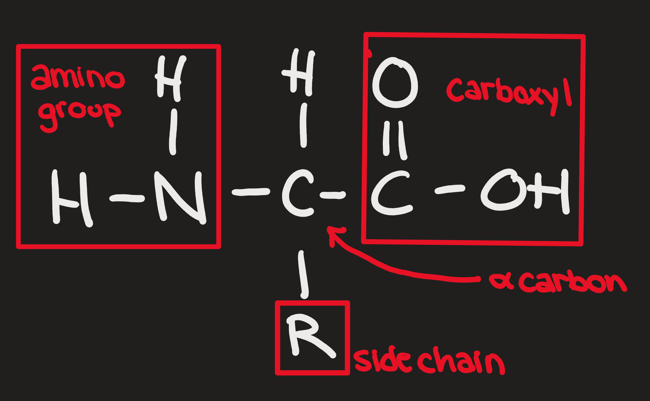 Protein Structure