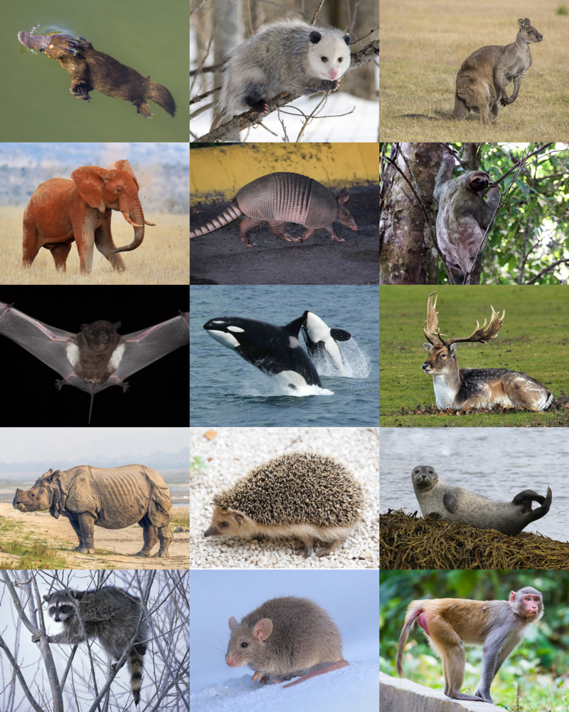 <p>in kingdom Animalia, phylum Chordata, subphylum vertebrata.  </p>