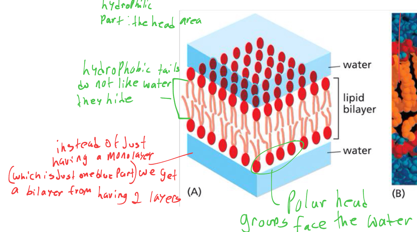 <p>in the membranes lipid bilayer what direction to the phospholipids face </p>