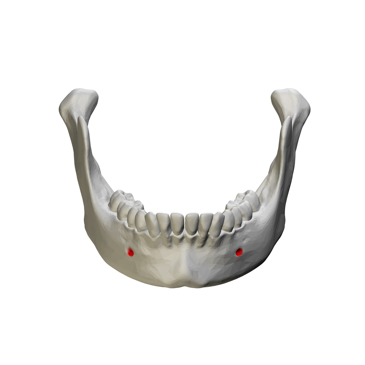 <p>mandible </p>