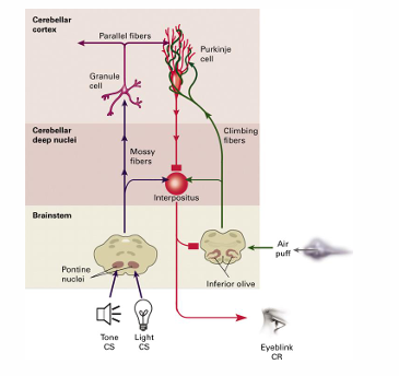 <p>circuit : sterk betrokken met eye blink conditionering van konijn</p><p>motorisch leren </p><p>type leren afh van dit circuit </p><p></p><p><strong>US input (groen):</strong></p><p>o Inferior olive</p><p><strong>CS input (paars):</strong></p><p>o Pontine nuclei</p><p>o Regio's selectief voor specifieke CS</p><p></p><p><strong>CR output (rood)</strong></p><p>o Nucleus Interpositus</p>