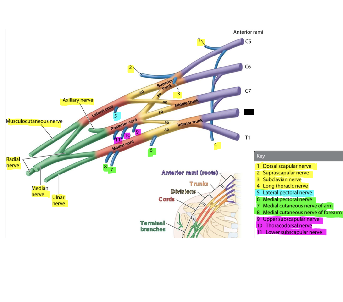 knowt flashcard image