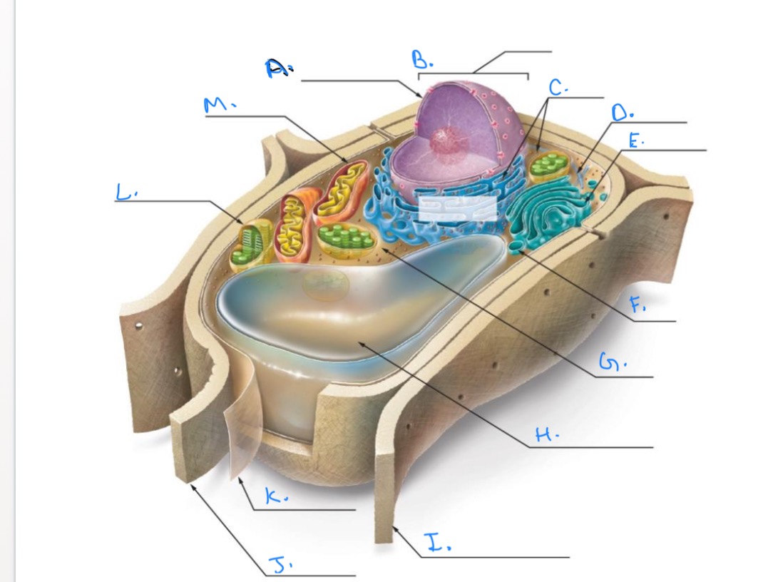 <p>Label the Plant Cell.</p><p></p><p><mark data-color="#NaNNaNNaN" style="background-color: #NaNNaNNaN; color: inherit">F. </mark></p>