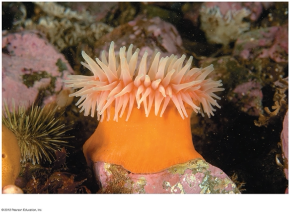 <p><span>This is a question with multiple correct answers</span></p><p><span>Which of the following apply to the anemone in the image?</span></p><p><span>&nbsp;</span></p><p><span>A. medusa</span></p><p><span>B. polyp</span></p><p><span>C. arthropod</span></p><p><span>D. bilateral&nbsp;symmetry</span></p><p><span>E. cnidarian</span></p><p><span>F. fungus</span></p><p><span>G. radial symmetry</span></p><p><span>H. cnidocytes</span></p>