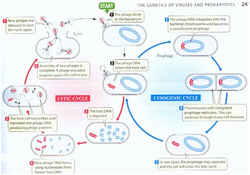 a viral reproductive cycle in which the viral DNA is added to the host cell's DNA and is copied along with the host cell's DNA