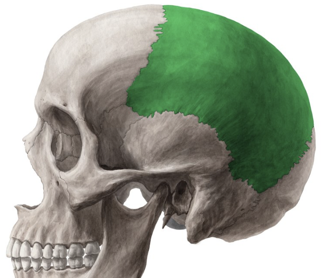<ul><li><p>paired bones form middle portion of the brain case</p></li></ul><p></p>