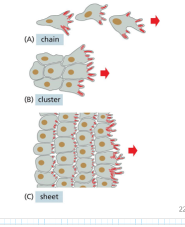 <p>chain-type migration involves less adherent cells</p><p>sheet-type migration involves more adherent cells</p>