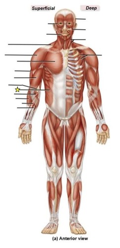 <p>identify the muscle</p>