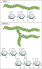 <p>polysaccharide</p>