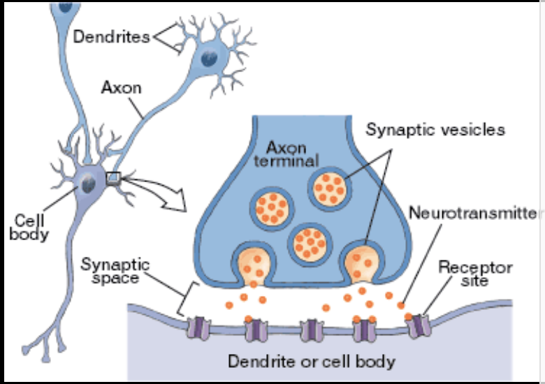 <ol><li><p>Action potential travels down axon&nbsp;</p></li><li><p>Causes neurotransmitter to release from axon terminal</p></li><li><p>Neurotransmitter travels across synapse&nbsp;</p></li><li><p>Then binds with the receptors on receiving neuron&nbsp;</p></li></ol><p></p>
