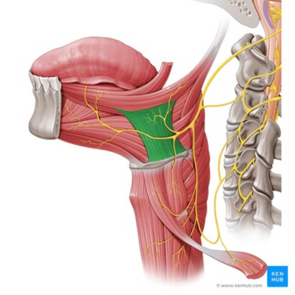 <p>•Origin</p><p>-Greater horn of the hyoid</p><p>•Insertion</p><p>- Side of the tongue</p><p>•Function</p><p>- Depresses the tongue to the floor of the mouth</p><p>•Innervation</p><p>-Hypoglossal</p>