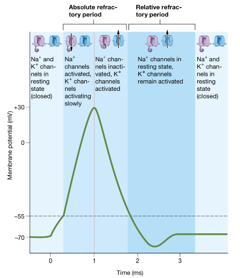 <p><span>No additional stimuli can produce an additional action potential</span></p><p><span>-Only one action potential can occur at a time on a given region of a neuron.</span></p>