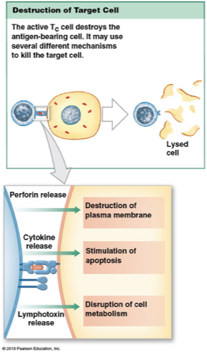 <p>Release perforin to destroy target cells plasma membrane&nbsp;</p><p>Release cytokines and activate genes in target cell to trigger apoptosis</p><p>Secrete poisonous lymphotoxin&nbsp;</p>