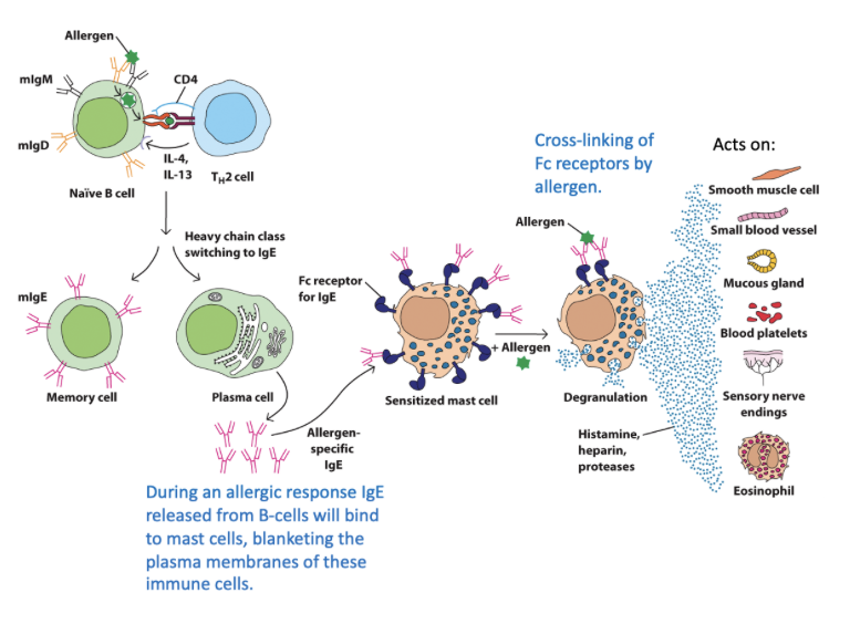 <p>IgE cross-links FCE receptors on innate cell surfaces causing degranulation and release of symptom causing molecules</p><ul><li><p>IgE Abs are not themselves harmful</p></li></ul><p>High affinity: FCEI - constitutively expressed on mast cells and basophils</p><p>Low affinity: FCEII - regulated IgE levels</p><p></p><p></p>