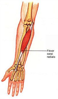 <p>O- Medial Epicondyle of the humerus</p><p>I- (Anterior) base of the 2nd &amp; 3rd metacarpals</p><p>A- Wrist flexion &amp; Radial deviation</p>