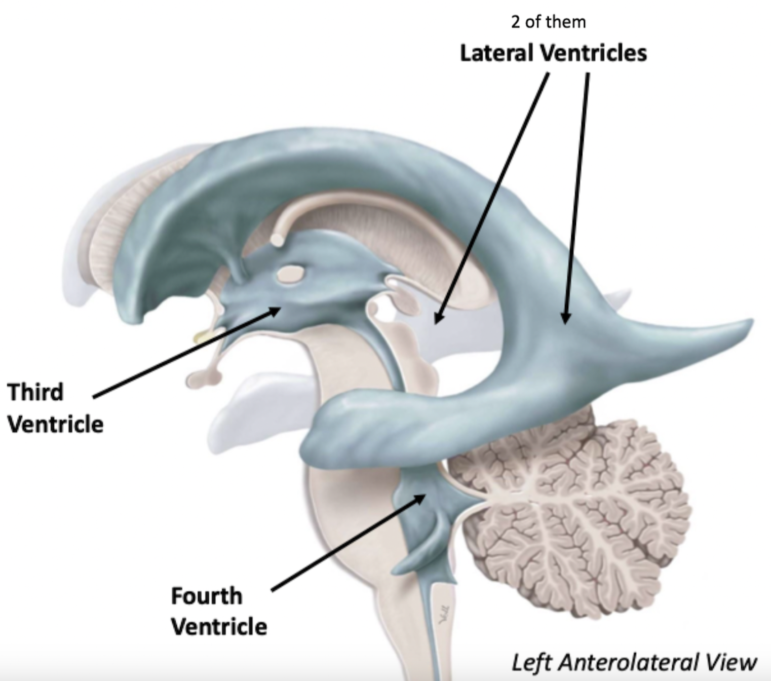 <p>What are the Ventricles?</p>