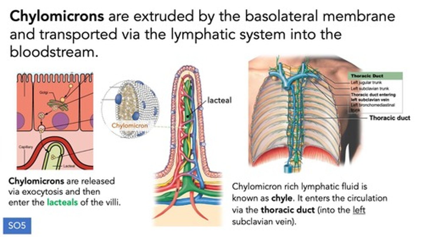 <p>Chylomicrons are lipoprotein particles that transport absorbed fats from the intestines through the lymphatic system into the bloodstream.</p>