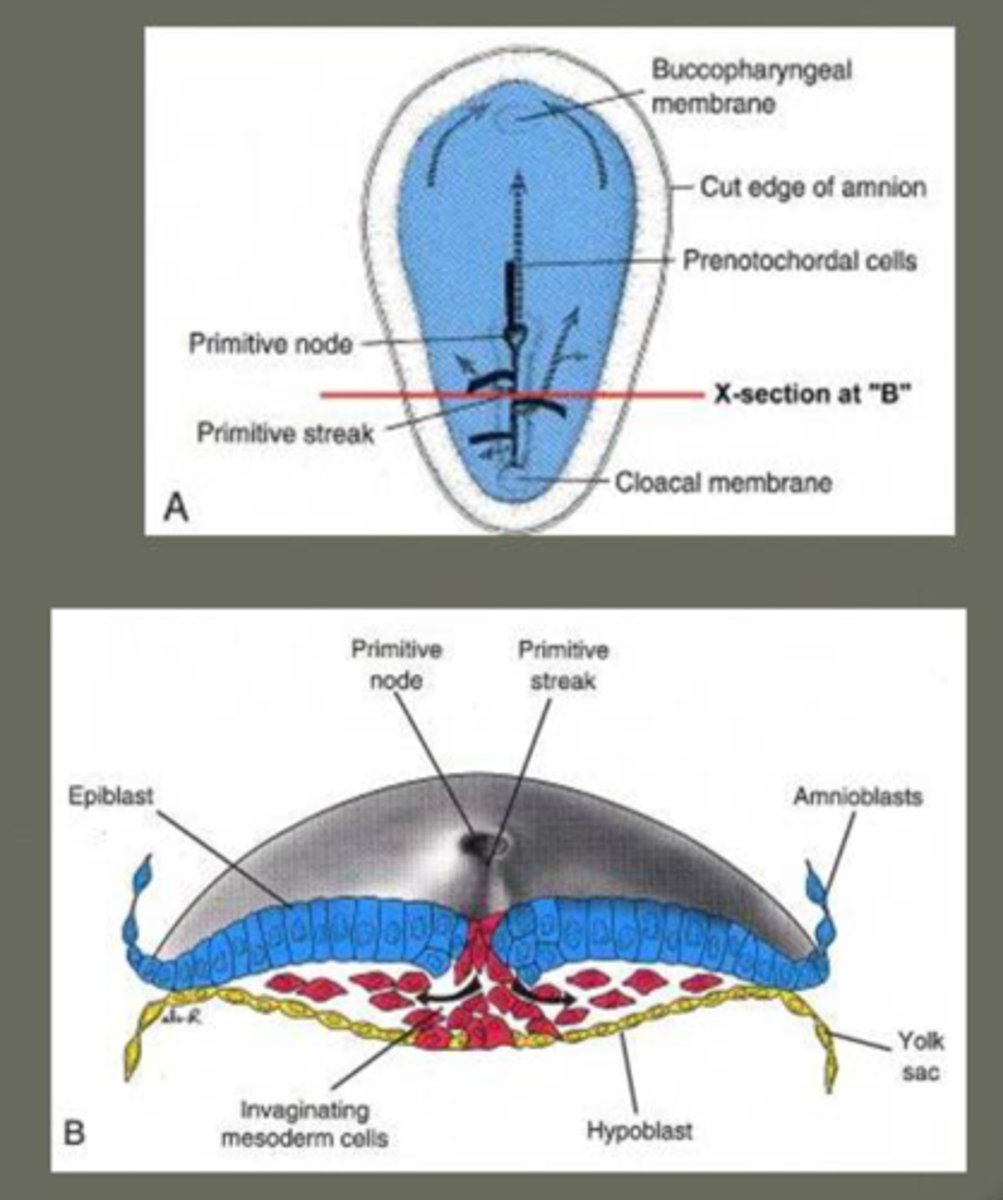 <p>A membrane at the head end where the mouth will form. No mesoderm lies between ectoderm and endoderm here. 👄</p>