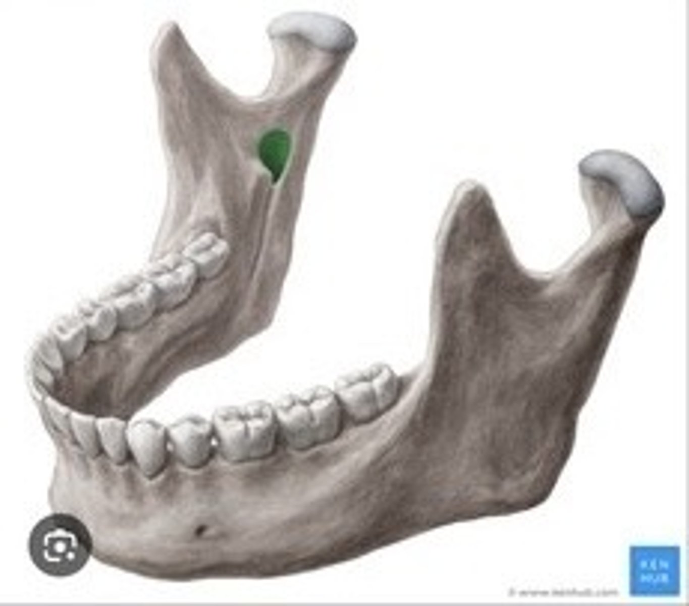 <p>Openings for nerves and blood vessels in the mandible.</p>