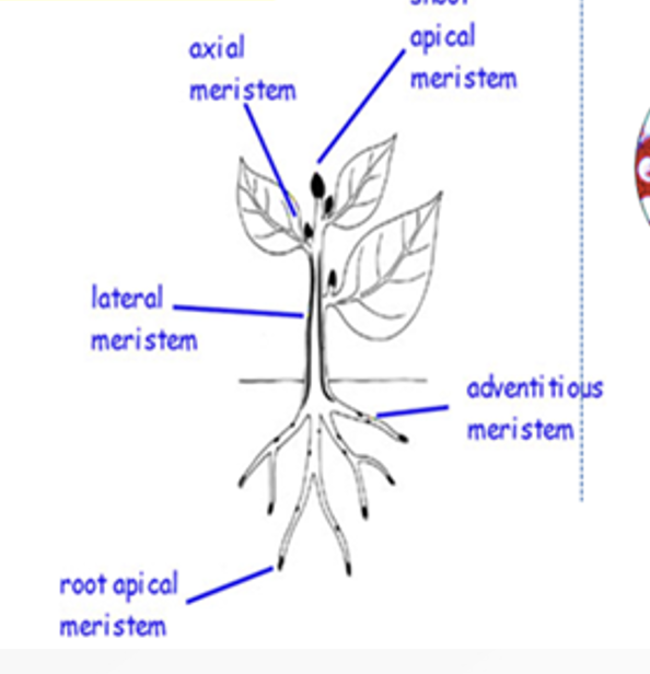 <ul><li><p>tissues comprise of cells which have the dividing capacity</p></li><li><p>immature and help plants to divide continuously</p></li><li><p>Types: Apical, lateral, and intercalary meristems (enlarge the cell and increase the length and width of the stem, roots, and leaves)</p></li></ul><p></p>