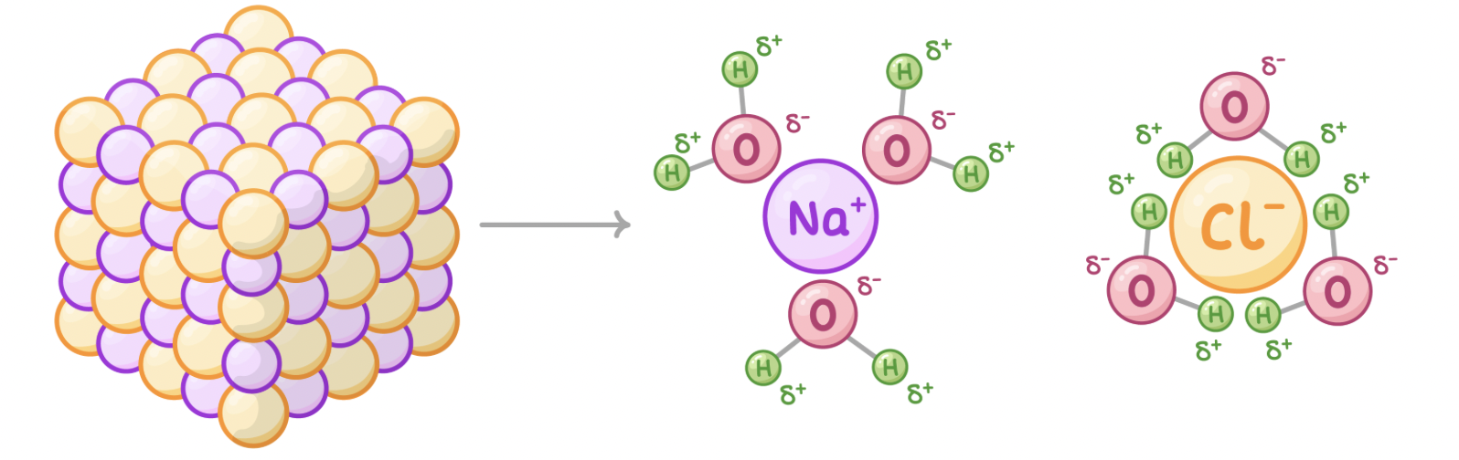 <p><span>Many substances within cells are ionic compounds. This means they consist of positive and negative ions (e.g. salt is made up of Na</span><sup>+</sup><span> and Cl</span><sup>-</sup><span> ions). When these ionic compounds are added to water, the ions are split apart.</span></p><p><span>As water is polar, the slightly negative oxygens are attracted to the positive ions whilst the slightly positive hydrogens are attracted to the negative ions.</span></p><p><span>Each ion is surrounded by water molecules and the compound dissolves.&nbsp;</span></p>