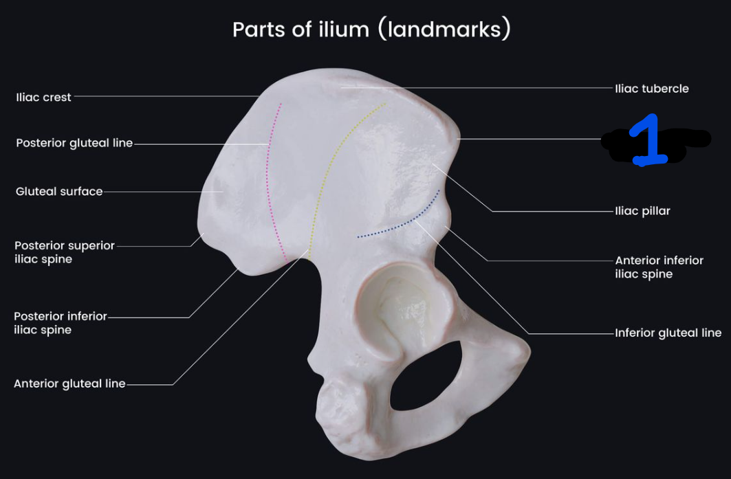 <p><span style="font-family: Arial, sans-serif">Name the bone marking found at 1</span></p>