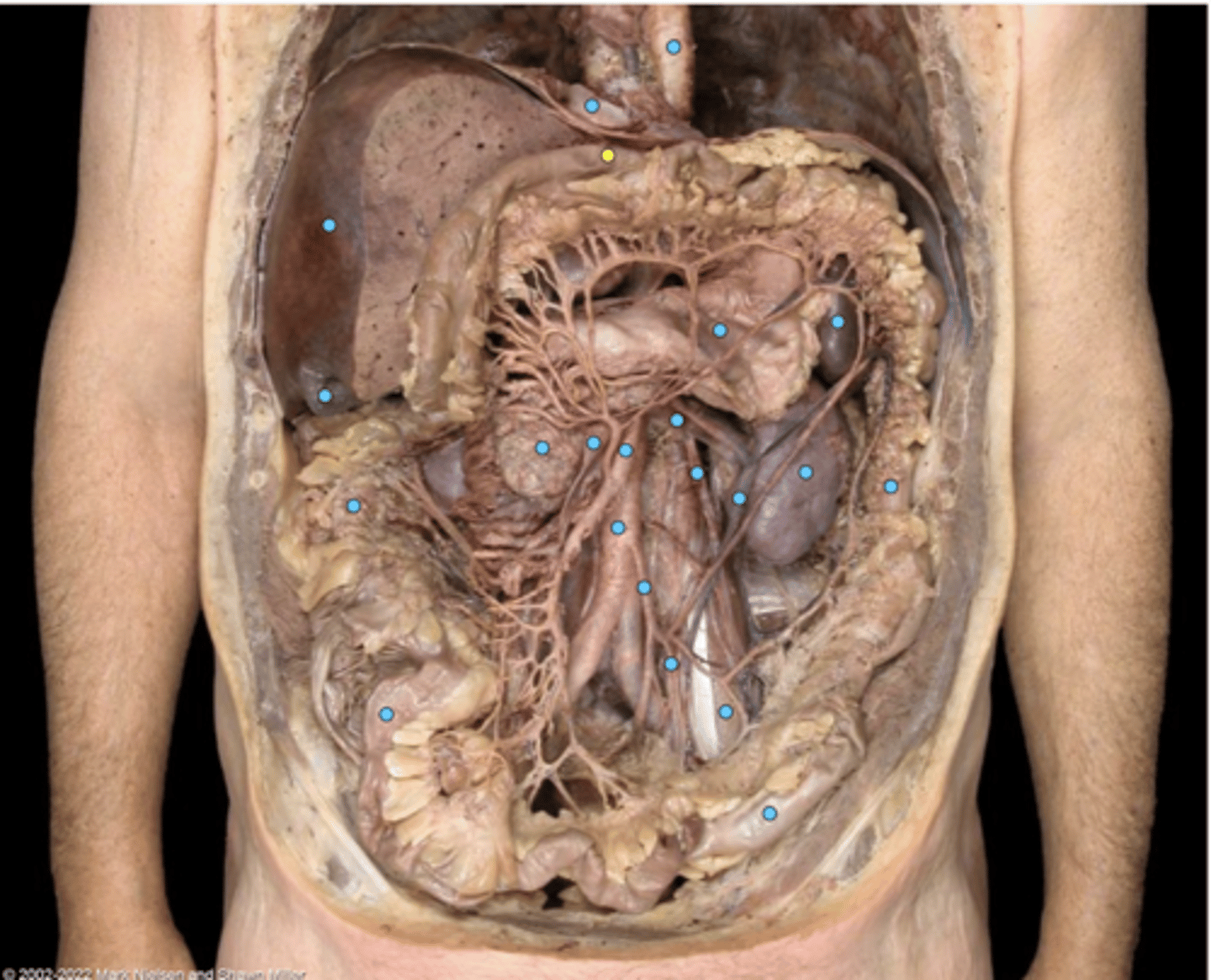 knowt flashcard image