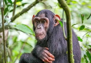 <p>characteristics of chimpanzees</p>